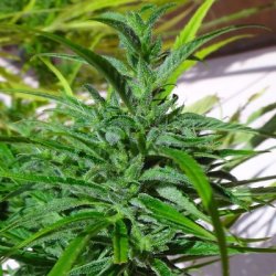 Ein allgemeines Bild