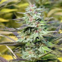 THC Pro fem