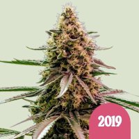 (imagen para) The 2019 feminized