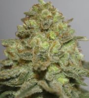 Durban Special