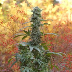 Ein allgemeines Bild