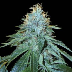 Ein allgemeines Bild