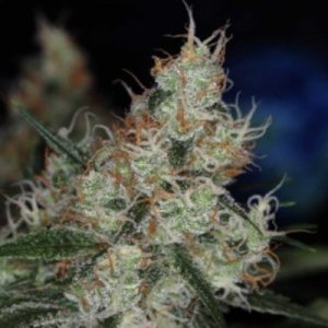 (Bild für) The third Dimension