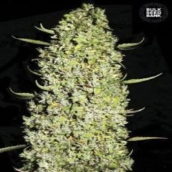 Ein allgemeines Bild