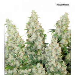 Ein allgemeines Bild