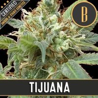 (image for) Tijuana feminized