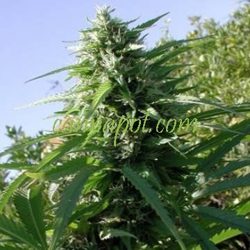 Tikal [Ace Seeds] : cannabisseeds