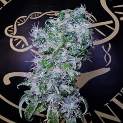 Ein allgemeines Bild