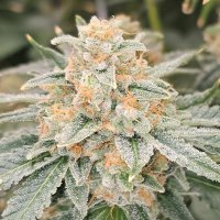 (imagen para) TK Banger