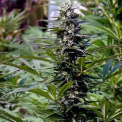 Ein allgemeines Bild