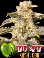 TNT Kush CBD fem TNT Kush CBD fem