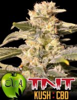 TNT Kush CBD fem