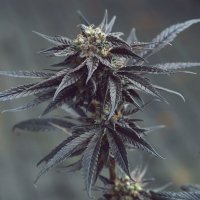 (image for) Toffie Noir