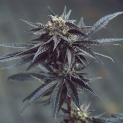 Ein allgemeines Bild