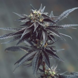 (image pour) Toffie Noir