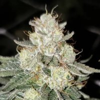 (imagen para) Toronja – El Krem