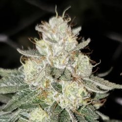 Ein allgemeines Bild