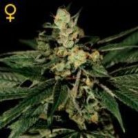 (image pour) Trainwreck female