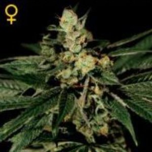 (imagen para) Trainwreck female