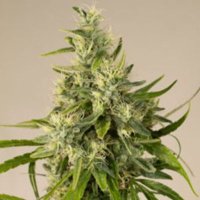 (Bild für) Trainwreck