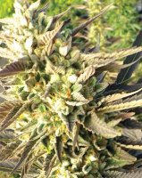 (Bild für) Train Wreck