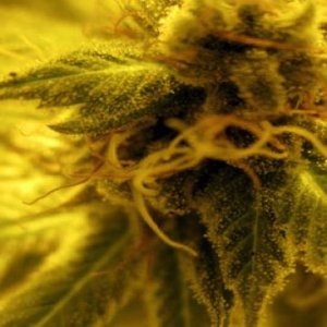 (Bild für) Transkei aka Misty Kei