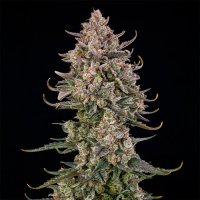 (Bild für) Triangle Kush Auto