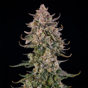 (Bild für) Triangle Kush Auto