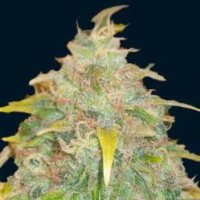 (image pour) Trojan Auto 5 fem