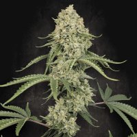 (Bild für) Tropical Fruit Cake fem