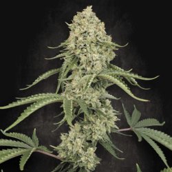 Ein allgemeines Bild