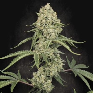 (Bild für) Tropical Fruit Cake fem