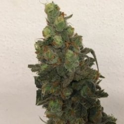 Ein allgemeines Bild