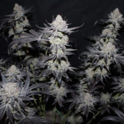 Ein allgemeines Bild