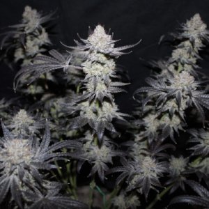 (image pour) Tropicana Cookies FF