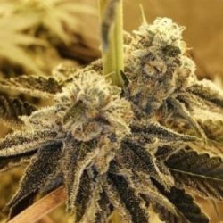 Ein allgemeines Bild