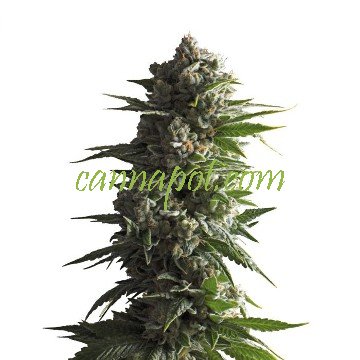 Tropicana Wedding Cake Auto fem - zum Schließen ins Bild klicken