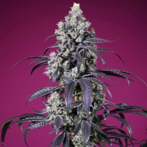 (image pour) Tropicanna Cherry XL Auto fem