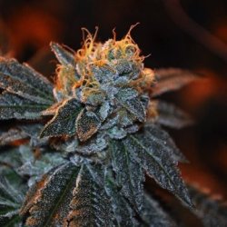 Ein allgemeines Bild