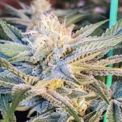 Ein allgemeines Bild