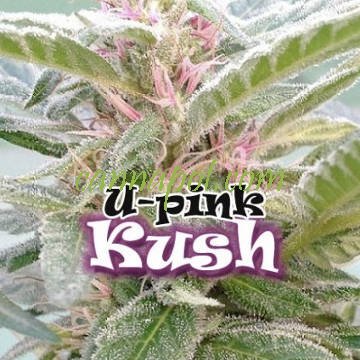 U Pink Kush female - zum Schließen ins Bild klicken