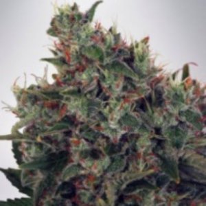 (Bild für) Ultra White Amnesia fem