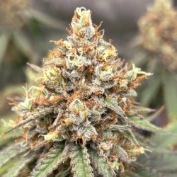 Ein allgemeines Bild