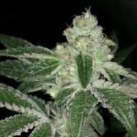(image pour) V Kush