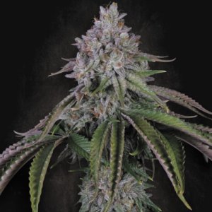 (Bild für) Velvet Mist fem