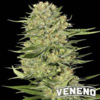 (image for) Veneno fem