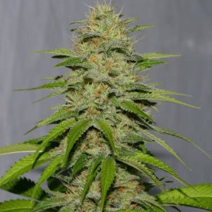 Victory Kush