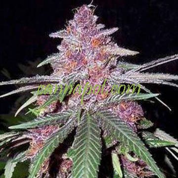 Violeta [Ace Seeds] : cannabisseeds