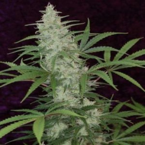 (image for) The Vortex