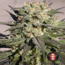 Ein allgemeines Bild